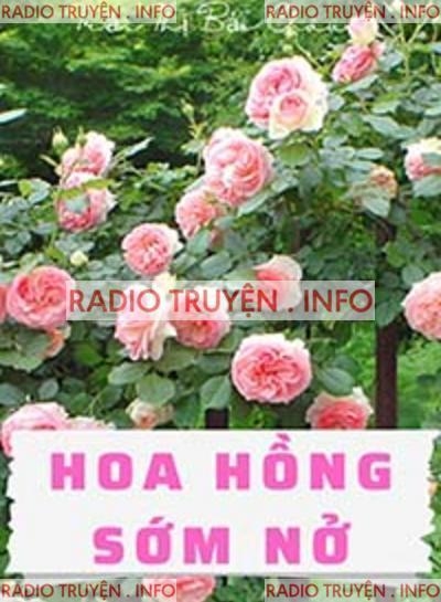 Hoa Hồng Sớm Nở